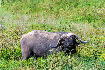 Obraz premium Telephoto of Cape Buffalo -Syncerus caffer- grazing in Lake Nakamuro national park, Kenya