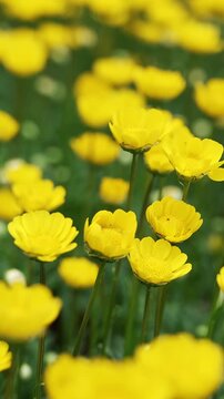 Field of yellow buttercup flowers in Okayama garden