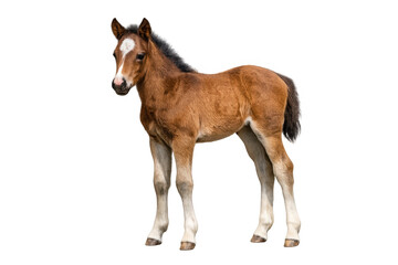 Obraz premium Young chestnut foal standing with transparent background