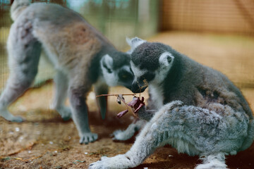 Fototapeta premium Lemur ring-tailed primate baby animals wildlife mammal juvenile interacting on ground, two young lemurs exploring leaves and grooming each other in naturalistic zoo enclosure with curious expressions