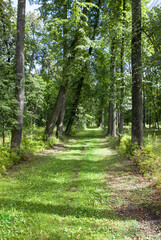 An old alley in the arboretum. The architectural and park complex of the Vladimir Semenovich Khrapovitsky estate. Muromtsevo, Sudogodsky District, Vladimir Oblast, Russia.