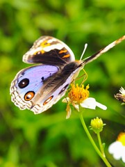 Macro of Blue Pansy butterfly (Junonia orithya) feeding on a wildflower in the meadow. © Wongsolo