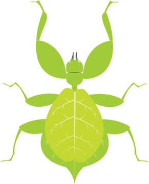 A detailed vector illustration of a leaf insect showcasing natural camouflage and realistic texture, isolated on a clean white background.