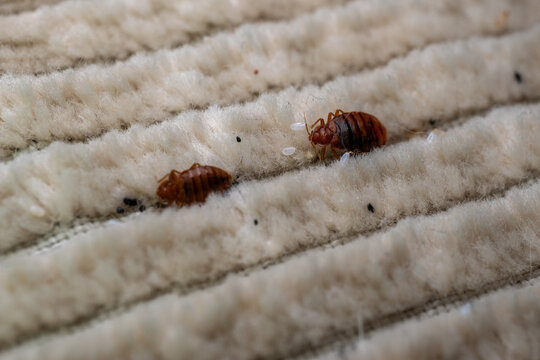 Bed Bug in Mattress Stitching