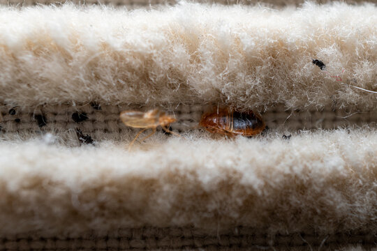 Bed Bug in Mattress Stitching