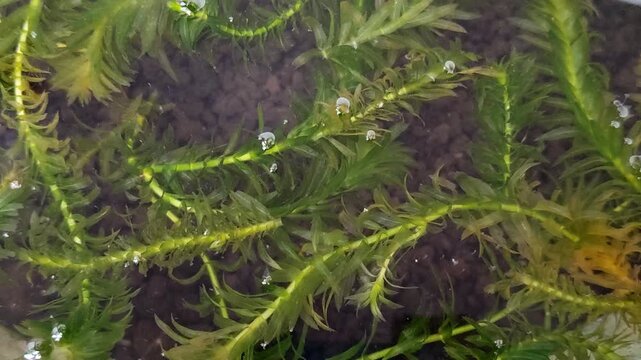 Hydrilla verticillata aquatic plant in aquarium with soil substrate. Fresh green water weeds for oxygenating fish tank, pond habitat, and ecosystem restoration. Natural submerged vegetation