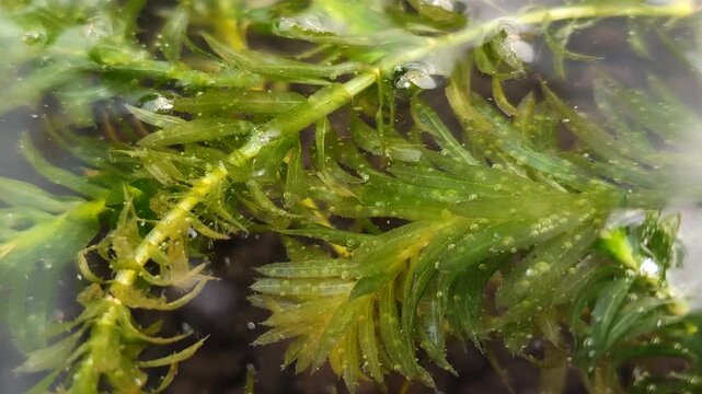 Hydrilla verticillata pearling process. Oxygen bubbles on aquatic plant leaves under water. Photosynthesis in freshwater ecosystem