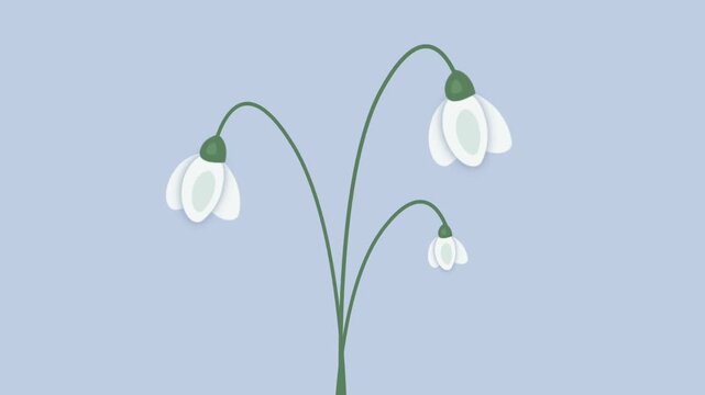 Snowdrops Animation. Animated Card. Spring Banner. White Snowdrop Flowers on Blue Gray Background. First Spring Flowers