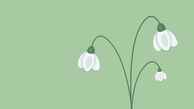 Hello Spring Animation. Animated Card. Spring Banner. White Snowdrops on Green Background. First Spring Flowers. Animated Text Hello Spring