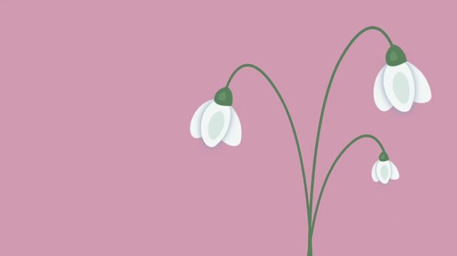 Women's Day Animation. Animated Greeting Card. Spring Holiday Banner. White Snowdrops on Pink Background. First Spring Flowers. Animated Text Happy Women's Day