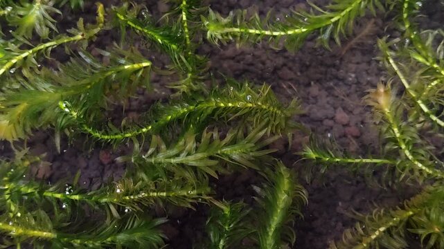 Hydrilla verticillata aquatic plant in aquarium with soil substrate. Fresh green water weeds for oxygenating fish tank, pond habitat, and ecosystem restoration. Natural submerged vegetation