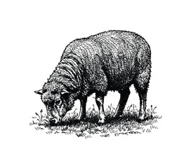 Vintage Engraving of a Sheep Grazing in a Field. Hand drawn engraving style vintage vector. © Monstar Studio