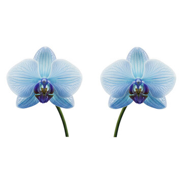 Two elegant orchids with striking blue petals and contrasting white centers