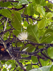 Goban no Ashi Tree and Flower, Tahiti's White HOTU