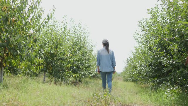 back view Caucasian Farm Woman Strolls Through Greenery-Filled Orchard