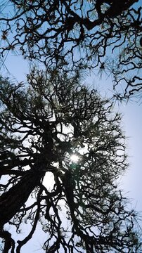 Low angle vertical shot of pine tree branches.