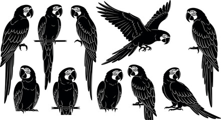 Parrot silhouette illustration, macaw bird vector, tropical wildlife artwork, perched parrot design, exotic bird drawing, black and white graphic © Masud World