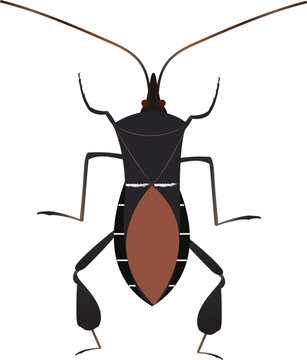 Detailed vector illustration of Leptoglossus phyllopus, commonly known as the leaf-footed bug, isolated on a white background for scientific and educational use.