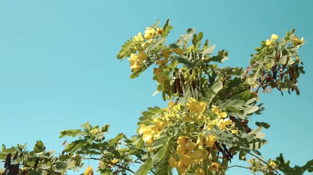 Senna surattensis, glossy shower, scrambled egg tree, glossy shower. Fabaceae or Leguminosae, legume, pea, or bean family. Wailea Beach Path, Kihei, South Maui, Hawaii.