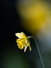 美しい黄色のラッパスイセン