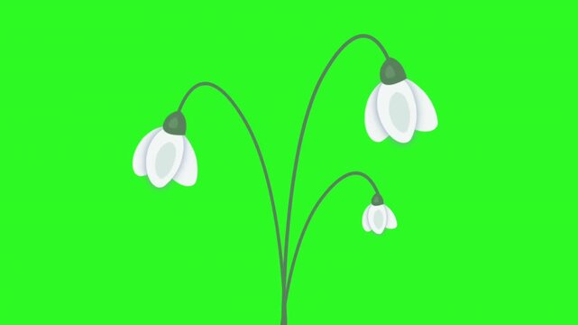 Snowdrops Animation. Animated Card. Spring Banner. White Snowdrop Flowers on Green (Transparent) Background. First Spring Flowers. Video can be on Transparent Background using a Chroma Key