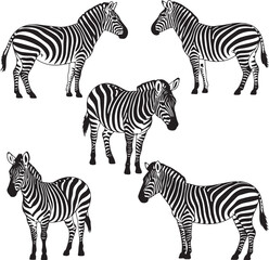 Fototapeta premium Set of zebras. Collection of wild zebras in various postures. Black and white illustration for the zoo.