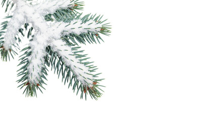 Obraz premium macro photo of an elegant blue-green fir branch heavily laden with sparkling artificial snow against a transparent background with ample copy space, sophisticated winter holiday concept