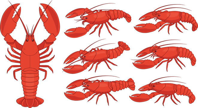 Flat vector illustration set of fresh red lobster collection with various poses isolated on white background for seafood market restaurant menu and gourmet cooking.
