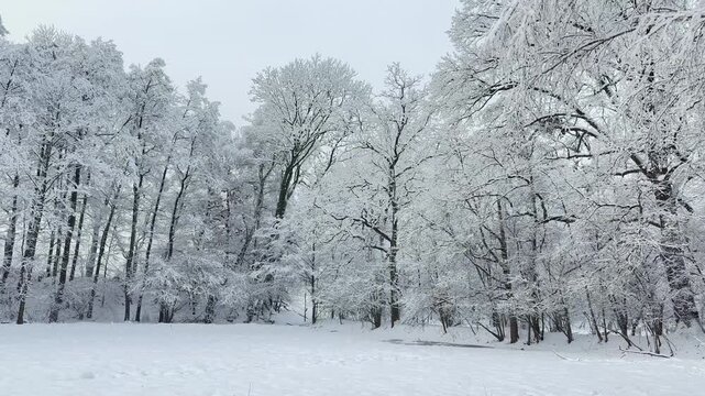 Winter landscape with snowy forest. Peaceful nature scene with snow covered trees and calm seasonal atmosphere.	