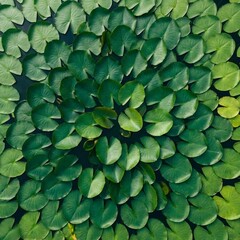 Naklejka premium Aerial view of a stunning circular lily pad pattern floating on calm water