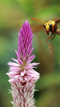 Close-up of a wasp pollinating a vibrant pink Celosia flower in summer.