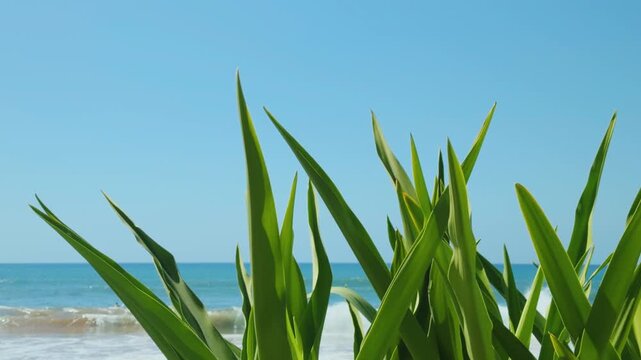 Crinum asiaticum (poison bulb, giant crinum lily, grand crinum lily) or Crinum &times; amabile. Family Amaryllidaceae. Wailea Beach Path, Kihei, South Maui, Hawaii. Ulua Beach
