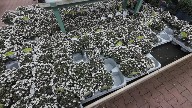 Rows of potted Iberis plants with small white flowers are displayed on metal shelves in a garden center warehouse, ready for sale in a retail environment.