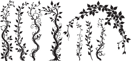 Climbing creeper ivy plant silhouette set, Creepers branches with ivy leaves, lush climbing plants, vector illustration © shahzad