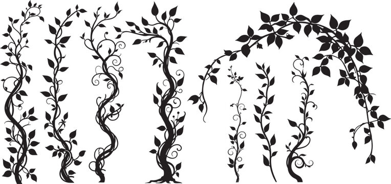 Climbing creeper ivy plant silhouette set, Creepers branches with ivy leaves, lush climbing plants, vector illustration