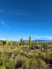 Fototapeta premium Saguaro cactus forest and mountains, Sonoran Desert, Arizona