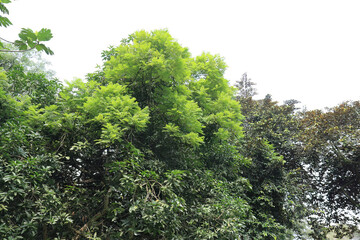 Obraz premium Vibrant Tropical Foliage With Bright Leaves. Lush Canopy Layer In Exotic Garden. Rich Green Vegetation Under Soft Sky. Dense Botanical Scene With Natural Light