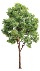 Green tropical tree with dense foliage and brown bark, standing tall and isolated, representing nature, ecology, and growth, on a transparent background