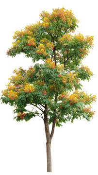 Peltophorum pterocarpum. Yellow flame tree. Blooming with vibrant yellow and orange flowers. Showcasing lush green foliage and a sturdy trunk. Isolated on a transparent background