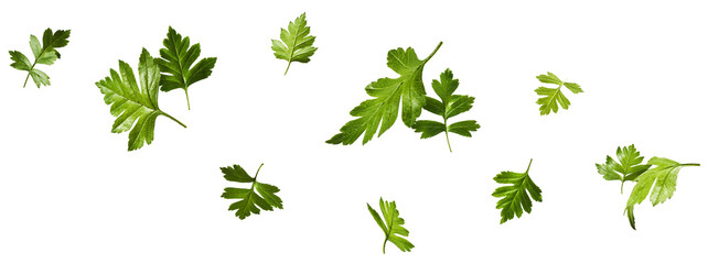 Creative art collage of flying green leaves isolated on white background. Concept of fresh culinary herbs, spring nature, organic cooking ingredients and healthy vegan food. © Agave Studio