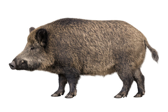 Wild boar walking with tusks on transparent background