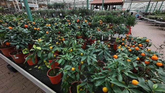 Rows of small citrus trees laden with bright orange calamondin fruits are displayed in terracotta-colored pots on low benches inside a large garden center warehouse.