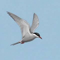Obraz premium White Bird Flying in Blue Sky.