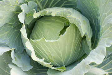 Obraz premium Fresh cabbage produce, organic farming and healthy food