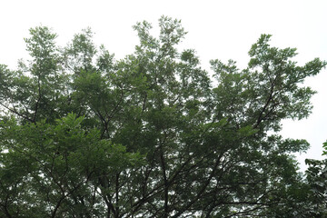 Fototapeta premium Fine Leaf Canopy Against Bright Atmosphere. Delicate Treetop Texture In Soft Daylight. Airy Arboreal Silhouette Over Pale Sky. Natural Crown Pattern From Low Angle