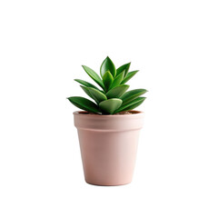 Obraz premium Small green succulent plant in a pink pot isolated on transparent background