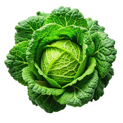 Fototapeta premium Fresh green cabbage head on display isolated on transparent background