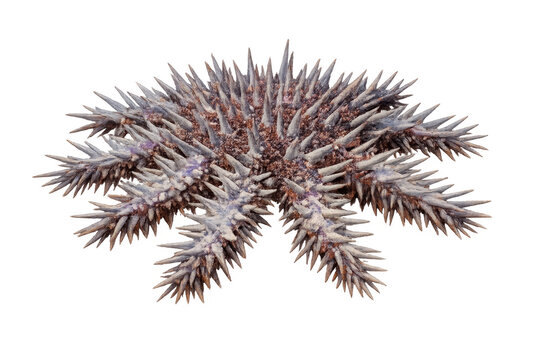 Crown-of-thorns starfish acanthaster planci isolated transparent background
