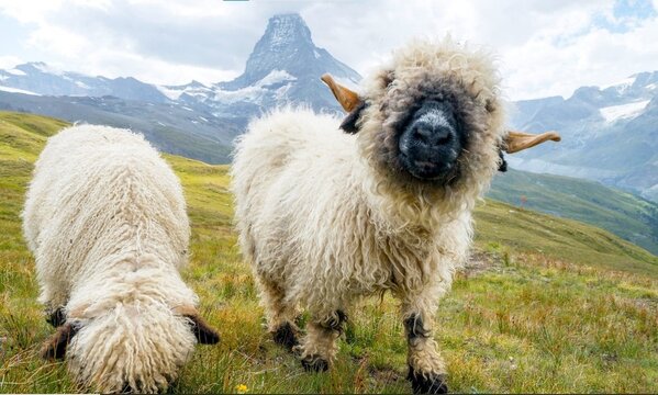 Valais Blacknose Sheep Grazing in the Swiss Alps with Matterhorn in Background