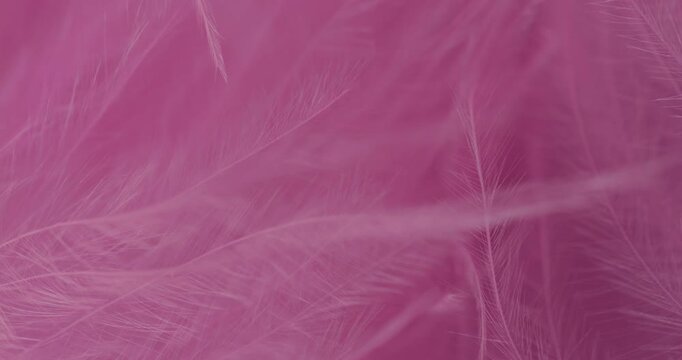 Macro Pink Feather Texture Background. Close-up abstract video showcasing delicate, fluffy pink feathers with soft textures and subtle drifting motion in a pastel-filled frame.